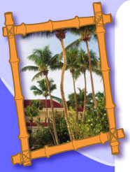 Bamboo Resort Photo Bamboo Resort Photo